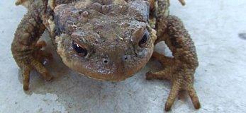 Solidarité dans la vigne