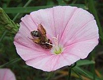 Solidarité dans la vigne