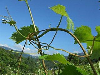 Solidarité dans la vigne