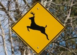 Un chevreuil ne portant qu’un bois est pris pour une licorne