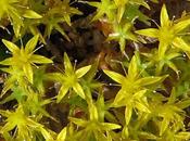 Sedum jaune