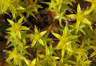 Un Sedum jaune