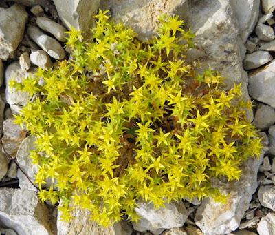 Un Sedum jaune