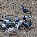 Ces pigeons si familiers de nos villes... 