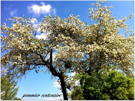 pommiercentenaire.jpg