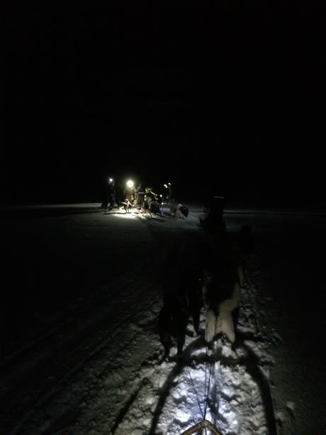 Dogsledding 2