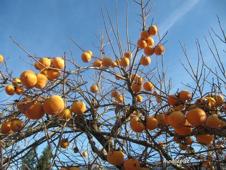 La France - A deux pas de chez nous
