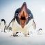   When Penguins Attack. Photograph by Clinton Berry, National Geographic Your Shot   