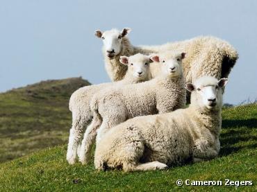   Sheep Family Portrait. Photograph by Cameron...