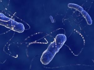 ANTIBIORÉSISTANCE: E coli franchit le dernier rempart – The Lancet Infectious Diseases