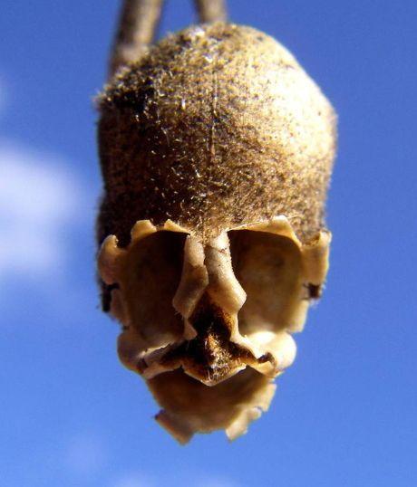 Fleurs étranges et insolites Fleurs étranges et insolites