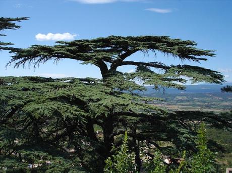 Un arbre remarquable: le cèdre du Liban.