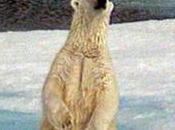 Réchauffement climatique: pôle nord fait lieu -30°c