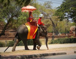 A propos des Éléphants... ce que l'on cache aux touristes !