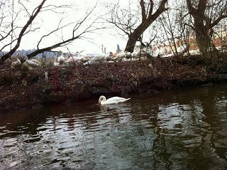 Notre voyage à Prague/  Wiplash /Bonne année à vous toutes et tous/Videos à toi de Lise Bellynck et frédéric aspisiet Michel Fau !!! et le Best Off du Studio Bagel