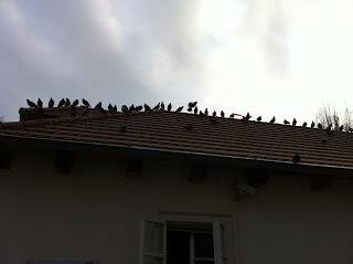 Notre voyage à Prague/  Wiplash /Bonne année à vous toutes et tous/Videos à toi de Lise Bellynck et frédéric aspisiet Michel Fau !!! et le Best Off du Studio Bagel