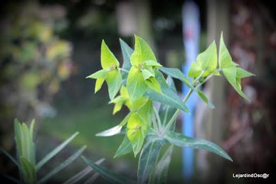 Seeds of Love 2016...