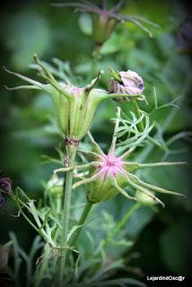 Seeds of Love 2016...