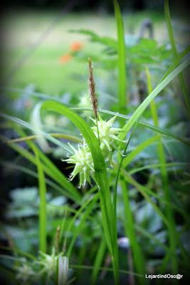 Seeds of Love 2016...