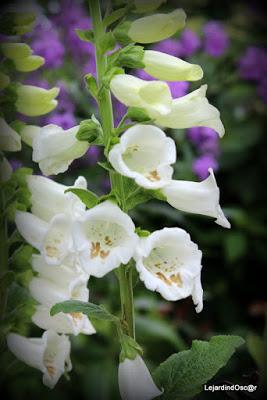 Seeds of Love 2016...