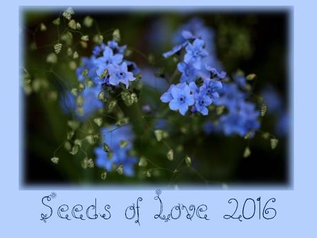 Seeds of Love 2016...