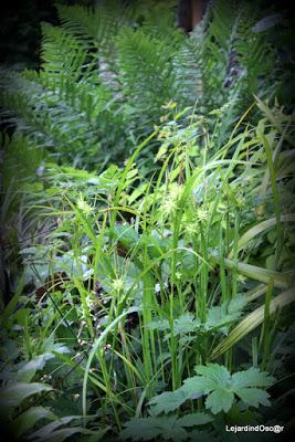 Seeds of Love 2016...