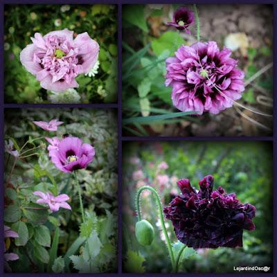 Seeds of Love 2016...