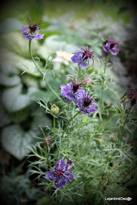 Seeds of Love 2016...