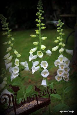 Seeds of Love 2016...