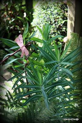 Seeds of Love 2016...