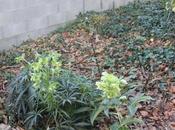 Bonne année 2016, couverte fleurs