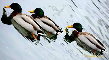 Sans titreaaaaaaaaa.jpg