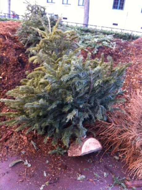 sapin retour au compost