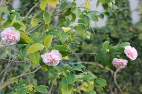 elsie jury veneux 2 janv 2016 008 (4).jpg