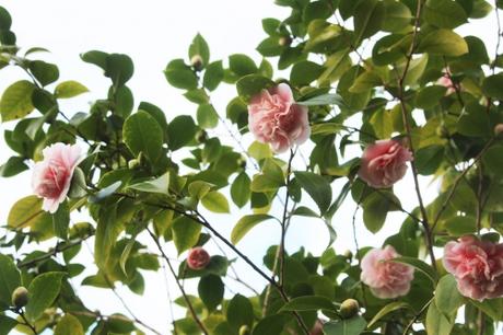 elsie jury veneux 2 janv 2016 008 (2).jpg