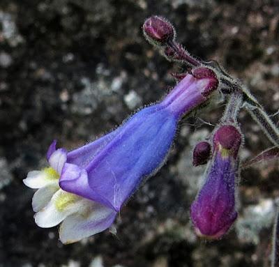 Penstemon hirsute (Penstemon hirsutus)