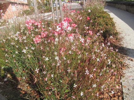 La France - en ballade au bord du Rhône