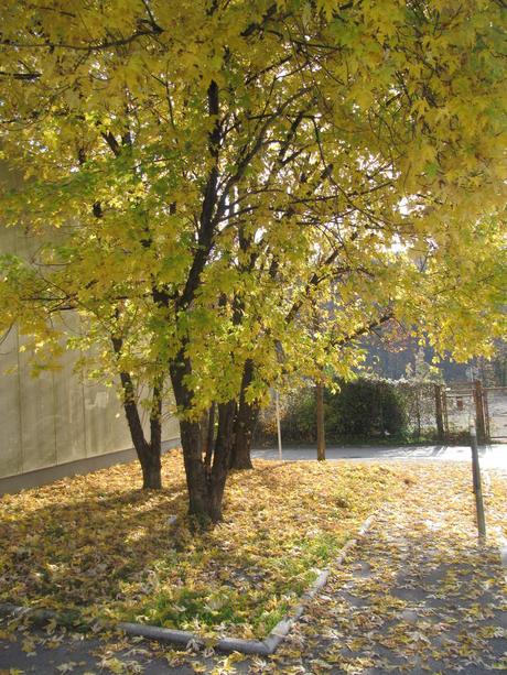 La France - en ballade au bord du Rhône