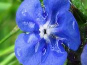 Buglosse toujours verte (Pentaglottis sempervirens)