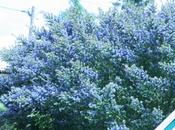 Ceanothus arboreus panique