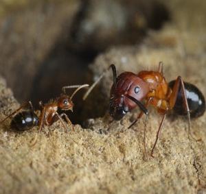 L'ÉPIGÉNÉTIQUE pour reprogrammer le comportement social – Science