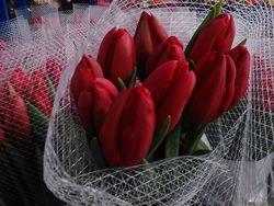 Sica tulipes 1