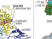#Cell #DROSHA #MicroARN #RNAse #DICER Structure l’enzyme DROSHA chez l’homme