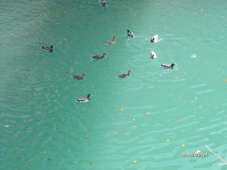 La France - Un jour de balade..Le Rhône