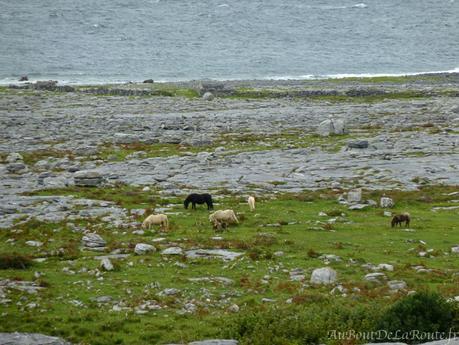 Le Burren