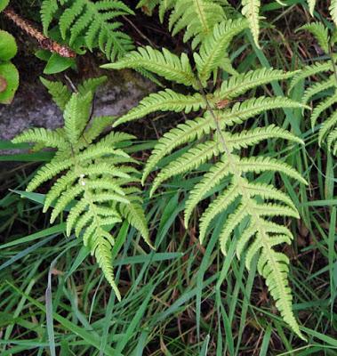 Une fougère rare en plaine mais commune dans les Vosges