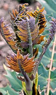 ‘L’émouvante beauté des feuilles’ racontée par un Jardinier* érudit ! Mahonia lomariifolia