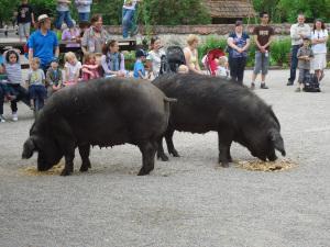 L’écomusée d’Alsace : au pays des cigognes.