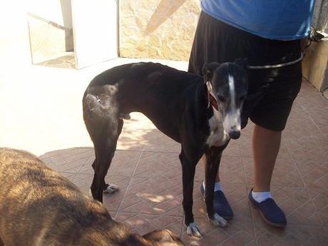CARUSO un pauvre galgo de 5ans a l'adoption chez soos chiens galgos
