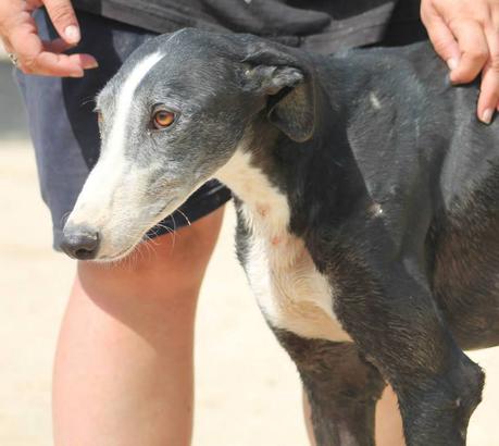 CARUSO un pauvre galgo de 5ans a l'adoption chez soos chiens galgos